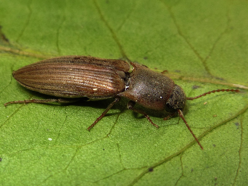 Elateridae: Agriotes sp ??